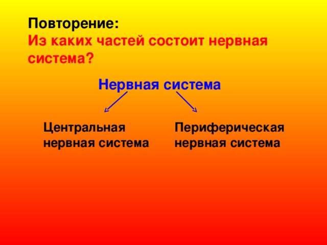 Повторение: Из каких частей состоит нервная система?  Нервная система         Центральная Периферическая нервная система нервная система 