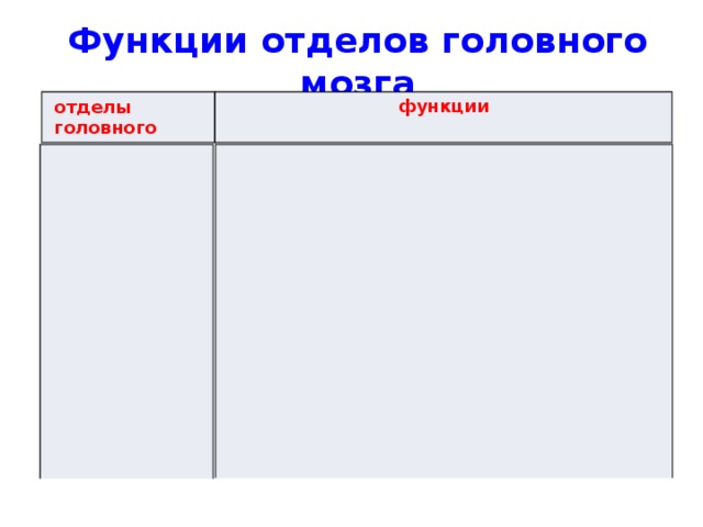 Функции отделов головного мозга функции отделы головного мозга 