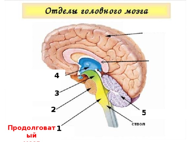    4 3  2  5  1 Продолговатый 1 мозг 