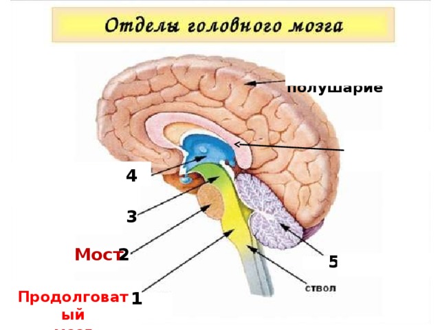 Большое полушарие Мозолистое тело 4 3 2 Мост 5  1 1 Продолговатый мозг 