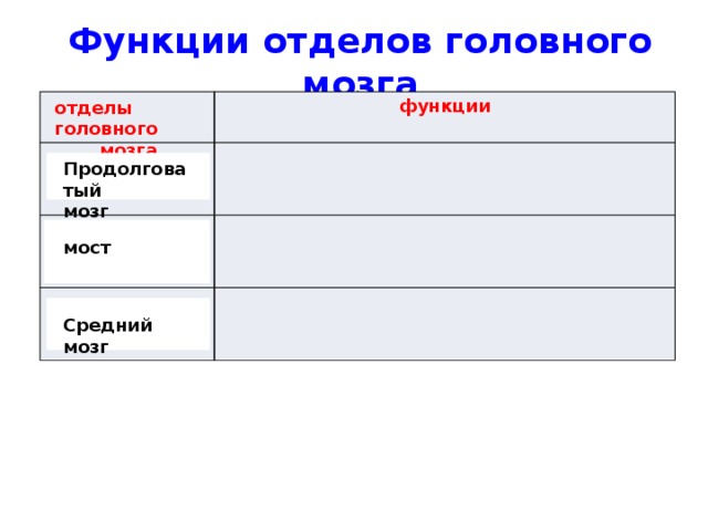 Функции отделов головного мозга функции отделы головного мозга Продолговатый мозг мост Средний мозг 