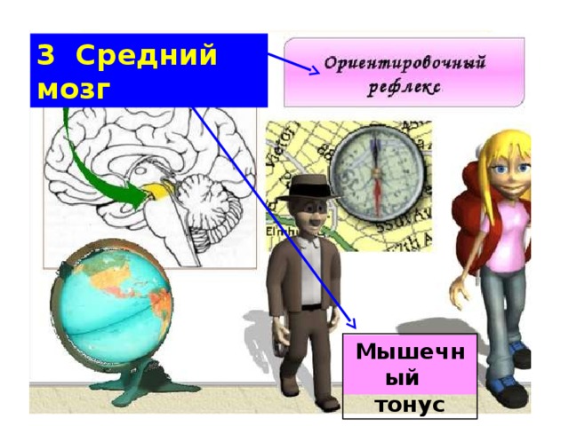 3 Средний мозг Мышечный тонус 