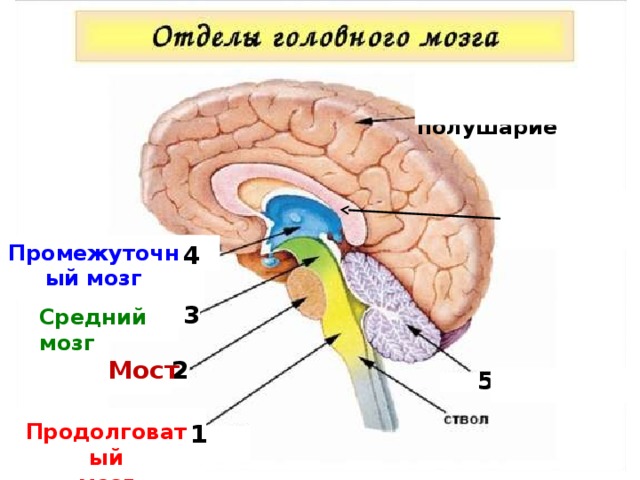 Большое полушарие Мозолистое тело Промежуточный мозг 4 3 Средний мозг Мост 2 5  1 1 Продолговатый мозг 