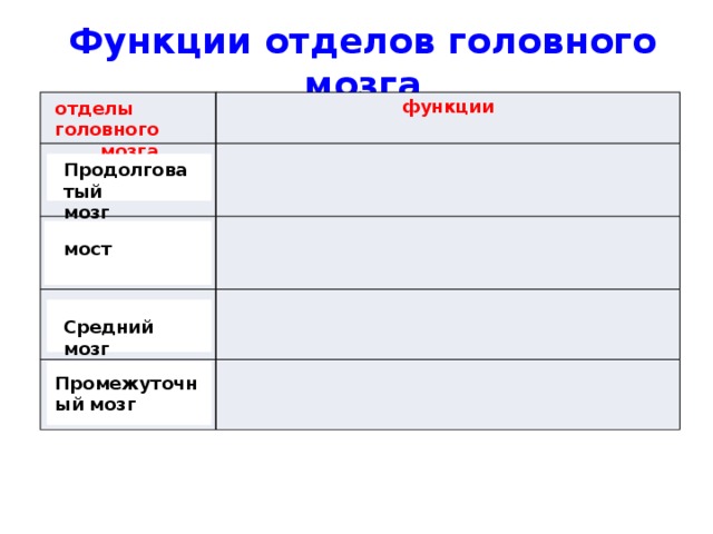 Функции отделов головного мозга функции отделы головного мозга Продолговатый мозг мост Средний мозг Промежуточный мозг 