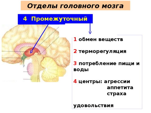 Отделы головного мозга 4 Промежуточный мозг Мозолистое тело 1 обмен веществ  2 терморегуляция  3 потребление пищи и воды  4 центры: агрессии  аппетита  страха  удовольствия 