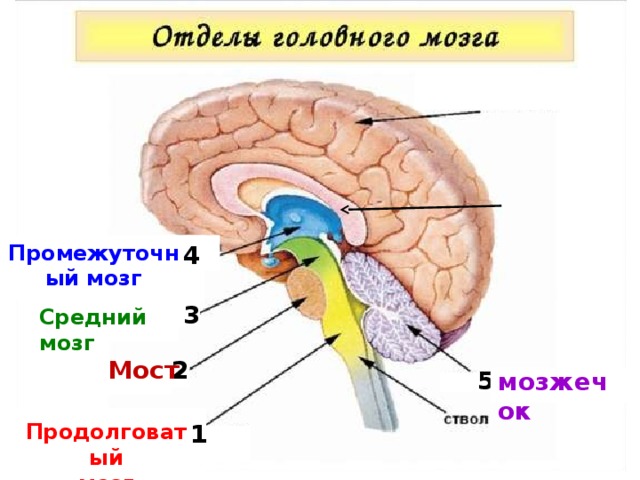 Промежуточный мозг 4 3 Средний мозг 2 Мост 5 мозжечок 1 Продолговатый 1 мозг 