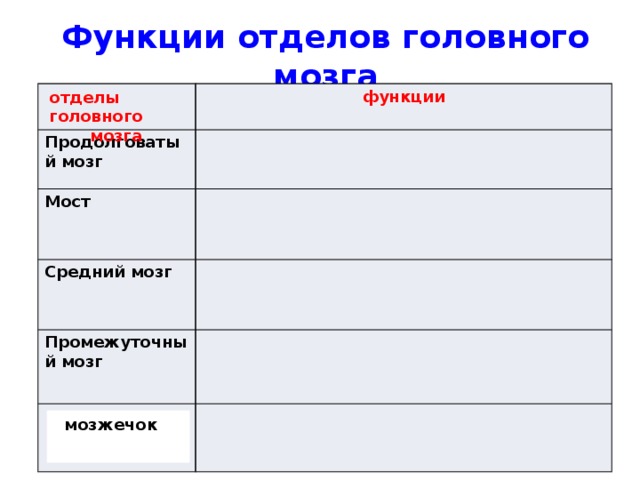 Функции отделов головного мозга функции Продолговатый мозг Мост Средний мозг Промежуточный мозг отделы головного мозга мозжечок 