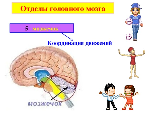 Прочитайте статью отделы головного мозга заполните схему