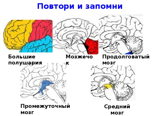 Повтори и запомни Большие полушария Продолговатый мозг Мозжечок Промежуточный мозг Средний мозг 