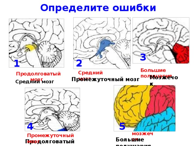 Определите ошибки 3 2 1 Большие полушария Средний мозг  Продолговатый мозг Мозжечок Промежуточный мозг Средний мозг 4 5 мозжечок Промежуточный мозг Большие полушария Продолговатый мозг 