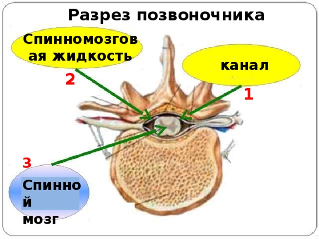 Разрез позвоночника Спинномозговая жидкость канал 2 1 3 Спинной мозг 