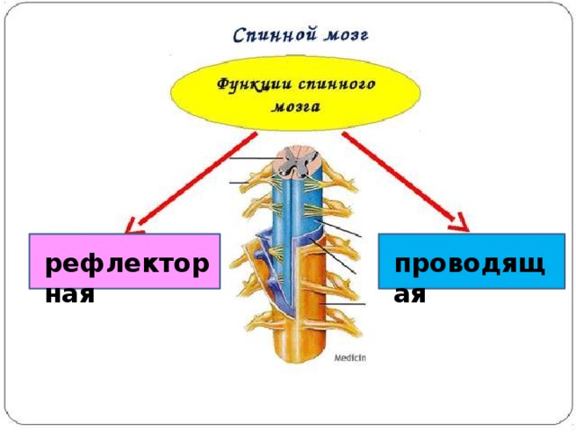 рефлекторная проводящая 