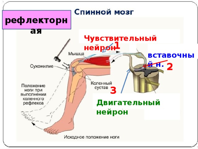 рефлекторная Чувствительный нейрон 1 вставочный н. 2 3 Двигательный нейрон 