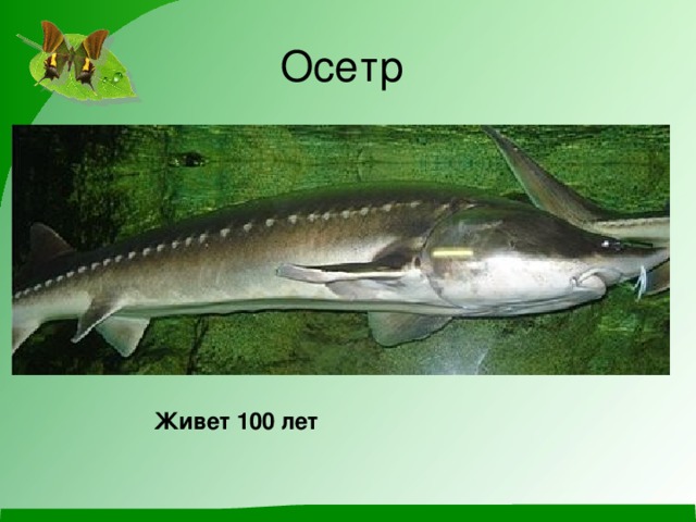 Осетр Живет 100 лет 