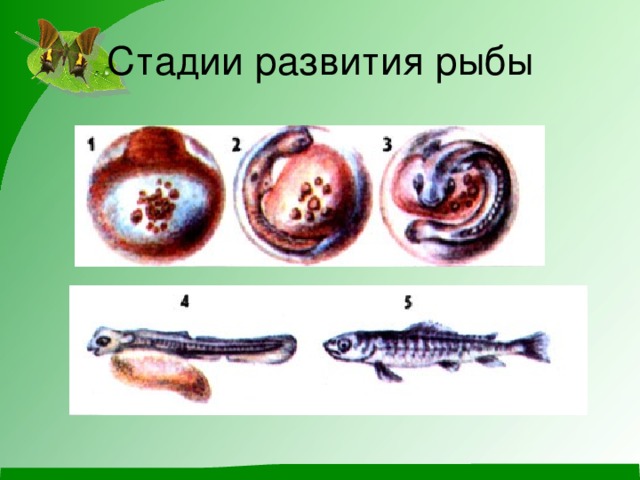 Стадии развития рыбы 