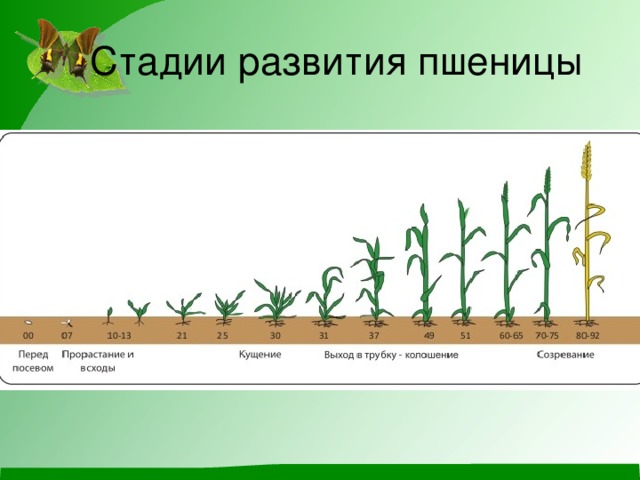 Стадии развития пшеницы 