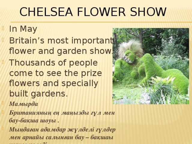 Chelsea Flower Show In May Britain’s most important flower and garden show. Thousands of people come to see the prize flowers and specially built gardens. Мамырда Британияның ең маңызды гүл мен бау-бақша шоуы . Мыңдаған адамдар жүлделі гүлдер мен арнайы салынған бау – бақшаы көруге келеді . 