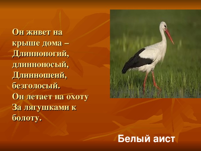 Он живет на крыше дома –   Длинноногий, длинноносый,   Длинношеий, безголосый.   Он летает на охоту  За лягушками к болоту. Белый аист 