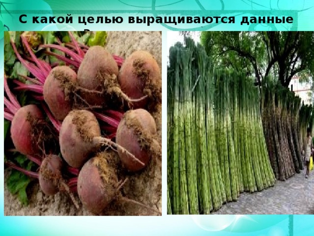 С какой целью выращиваются данные растения? 