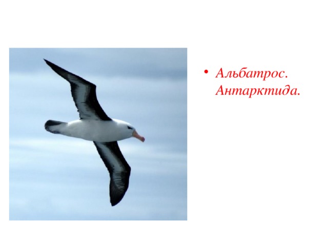 Альбатрос. Антарктида. 