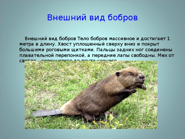 Строение бобра