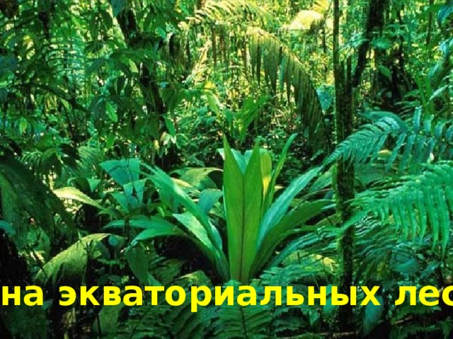 Влажные экваториальные леса примеры растений