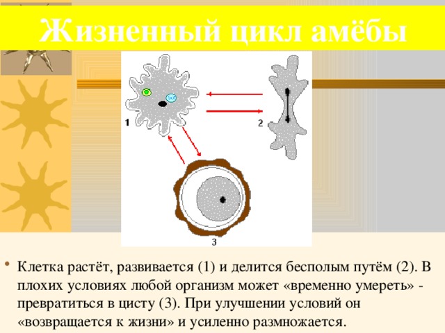 При наступлении неблагоприятных условий амеба. Жизненный цикл амебы. Жизненный цикл клетки амебы. Амеба обыкновенная цикл развития. Как клетка растёт и развивается.