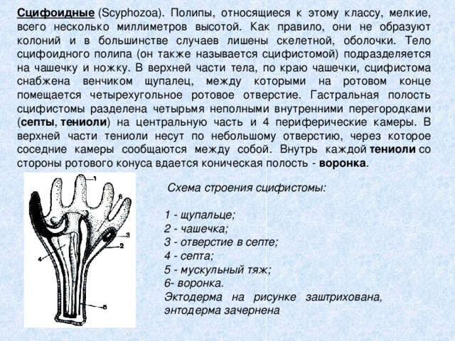 Сцифоидные  (Scyphozoa). Полипы, относящиеся к этому классу, мелкие, всего несколько миллиметров высотой. Как правило, они не образуют колоний и в большинстве случаев лишены скелетной, оболочки. Тело сцифоидного полипа (он также называется сцифистомой) подразделяется на чашечку и ножку. В верхней части тела, по краю чашечки, сцифистома снабжена венчиком щупалец, между которыми на ротовом конце помещается четырехугольное ротовое отверстие. Гастральная полость сцифистомы разделена четырьмя неполными внутренними перегородками ( септы ,  тениоли ) на центральную часть и 4 периферические камеры. В верхней части тениоли несут по небольшому отверстию, через которое соседние камеры сообщаются между собой. Внутрь каждой  тениоли  со стороны ротового конуса вдается коническая полость -  воронка .    Схема строения сцифистомы:  1 - щупальце; 2 - чашечка; 3 - отверстие в септе; 4 - септа; 5 - мускульный тяж; 6- воронка. Эктодерма на рисунке заштрихована, энтодерма зачернена 