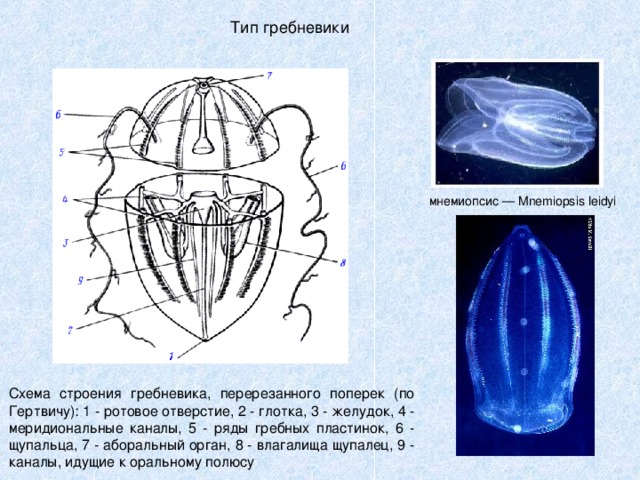 Тип гребневики мнемиопсис — Mnemiopsis leidyi Схема строения гребневика, перерезанного поперек (по Гертвичу): 1 - ротовое отверстие, 2 - глотка, 3 - желудок, 4 - меридиональные каналы, 5 - ряды гребных пластинок, 6 - щупальца, 7 - аборальный орган, 8 - влагалища щупалец, 9 - каналы, идущие к оральному полюсу 