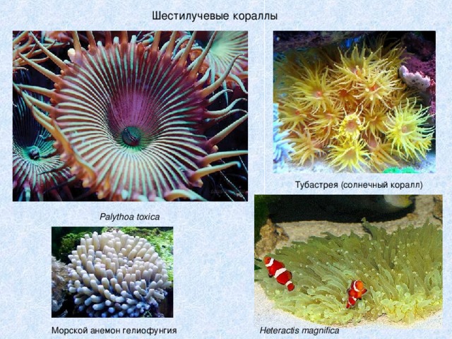 Шестилучевые кораллы Тубастрея (солнечный коралл) Palythoa toxica Heteractis magnifica Морской анемон гелиофунгия 