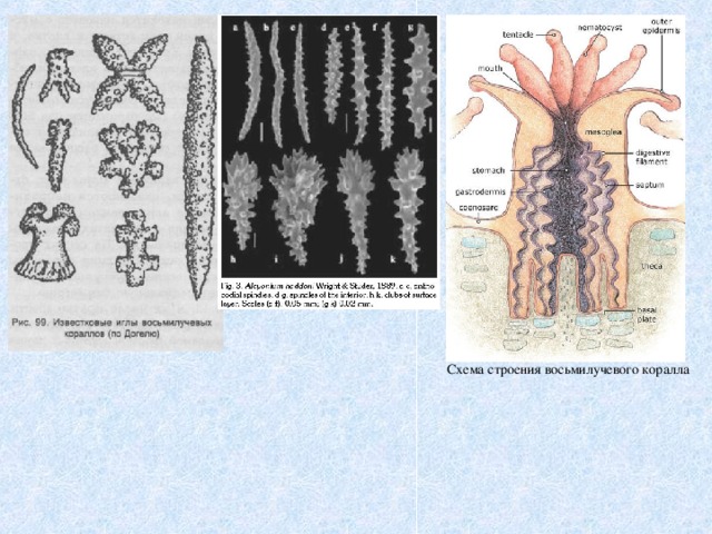 Схема строения восьмилучевого коралла 