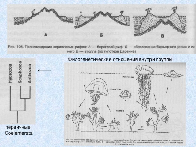 Филогенетические отношения внутри группы первичные Coelenterata 