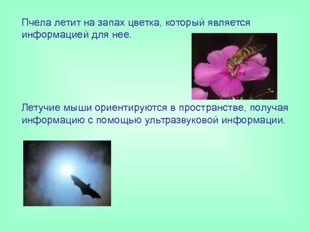 Пчела летит на запах цветка, который является информацией для нее. Летучие мыши ориентируются в пространстве, получая информацию с помощью ультразвуковой информации. 