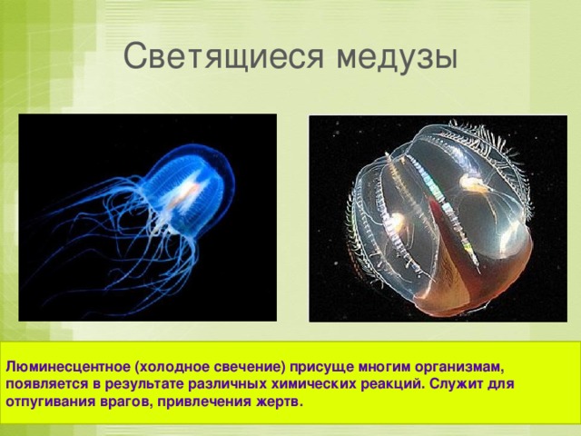 Светящиеся медузы Люминесцентное (холодное свечение) присуще многим организмам, появляется в результате различных химических реакций. Служит для отпугивания врагов, привлечения жертв. 