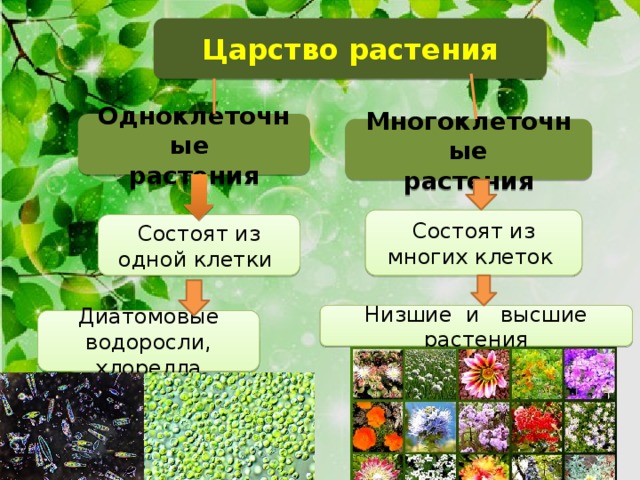 Важные открытия в биологии 5 класс пономарева презентация