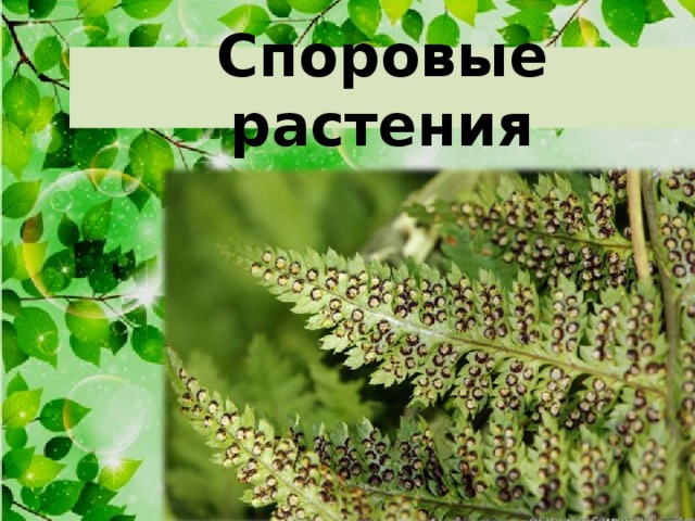 Презентация по ботанике высшие споровые растения