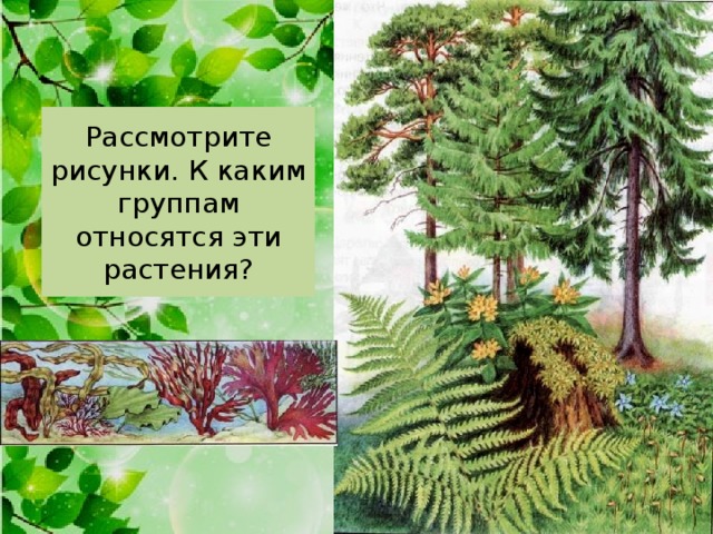 Презентация царство растения 5 класс