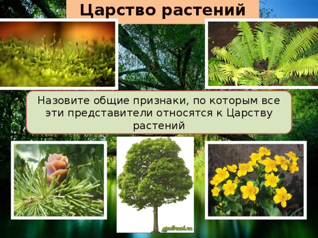 Царство растений Назовите общие признаки, по которым все эти представители относятся к Царству растений 