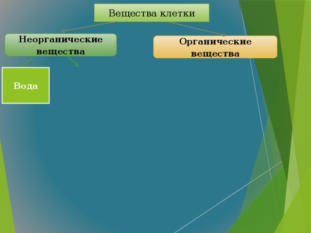 Вещества клетки Неорганические вещества Органические вещества Вода  