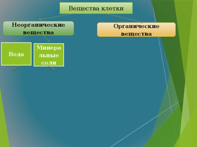 Вещества клетки Неорганические вещества Органические вещества Вода Минеральные соли  