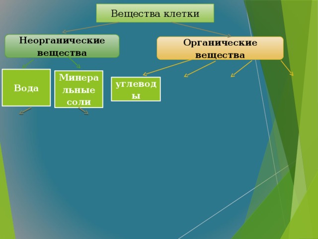 Вещества клетки Неорганические вещества Органические вещества Вода Минеральные соли углеводы  