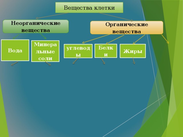 Вещества клетки Неорганические вещества Органические вещества Вода Минеральные соли Белки Жиры углеводы  