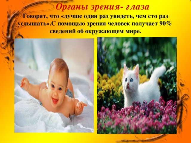  Органы зрения- глаза  Говорят, что «лучше один раз увидеть, чем сто раз услышать».С помощью зрения человек получает 90% сведений об окружающем мире.    