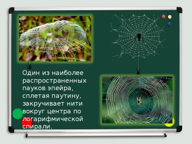 Один из наиболее распространенных пауков эпейра, сплетая паутину, закручивает нити вокруг центра по логарифмической спирали. 