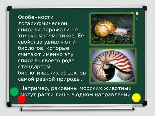 Особенности логарифмической спирали поражали не только математиков. Ее свойства удивляют и биологов, которые считают именно эту спираль своего рода стандартом биологических объектов самой разной природы. Например, раковины морских животных могут расти лишь в одном направлении. 