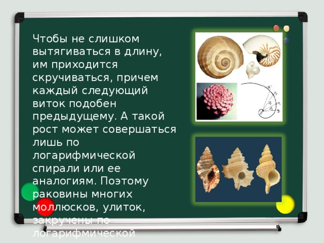 Чтобы не слишком вытягиваться в длину, им приходится скручиваться, причем каждый следующий виток подобен предыдущему. А такой рост может совершаться лишь по логарифмической спирали или ее аналогиям. Поэтому раковины многих моллюсков, улиток, закручены по логарифмической спирали. 