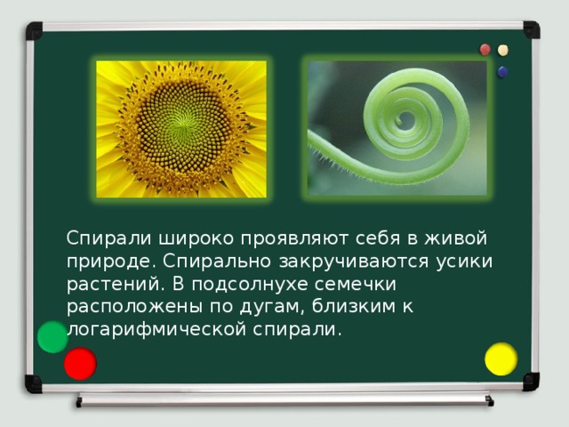 Спирали широко проявляют себя в живой природе. Спирально закручиваются усики растений. В подсолнухе семечки расположены по дугам, близким к логарифмической спирали. 