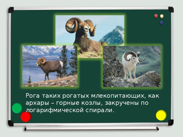 Рога таких рогатых млекопитающих, как архары – горные козлы, закручены по логарифмической спирали. 