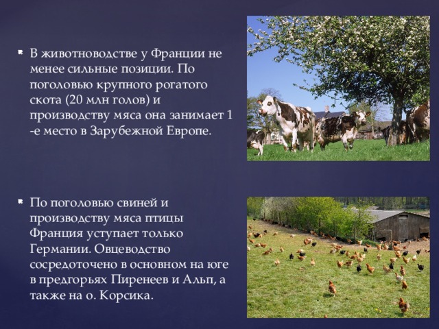 В животноводстве у Франции не менее сильные позиции. По поголовью крупного рогатого скота (20 млн голов) и производству мяса она занимает 1 -е место в Зарубежной Европе. По поголовью свиней и производству мяса птицы Франция уступает только Германии. Овцеводство сосредоточено в основном на юге в предгорьях Пиренеев и Альп, а также на о. Корсика. 