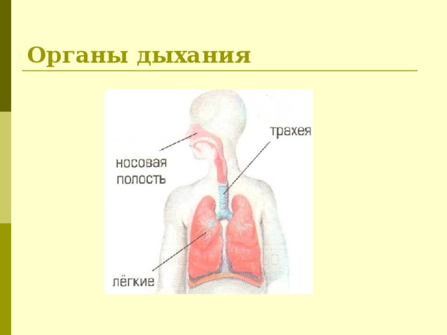 Органы дыхания 